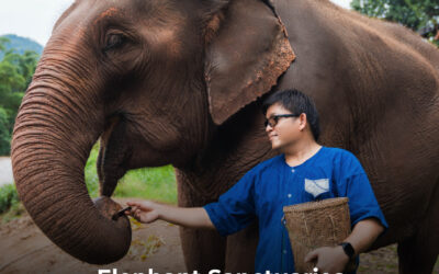 Elephant Sanctuaries in Chiang Mai You Shouldn’t Miss