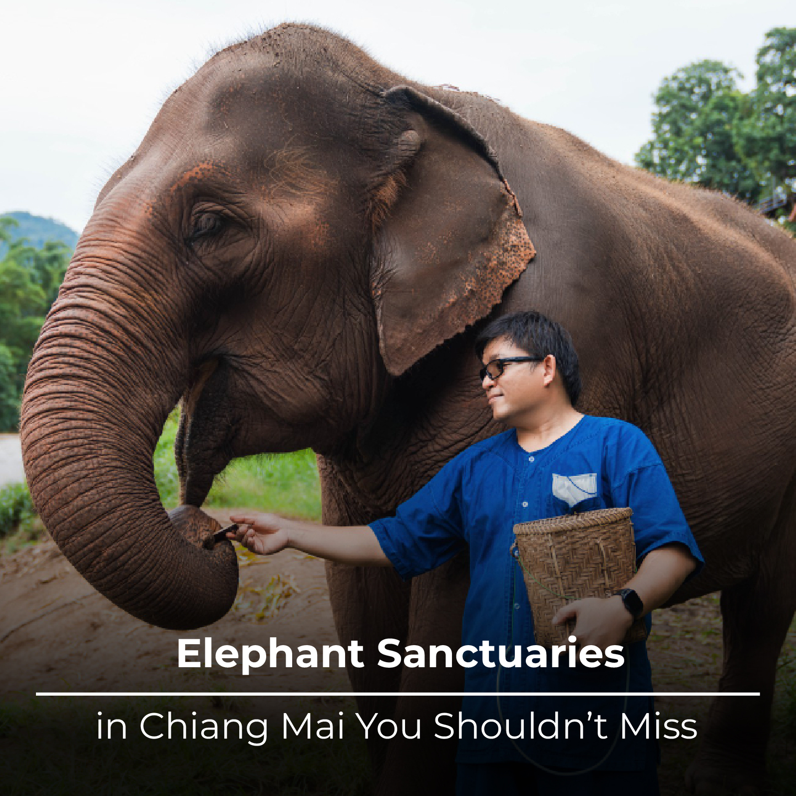 Elephant Sanctuaries in Chiang Mai You Shouldn’t Miss